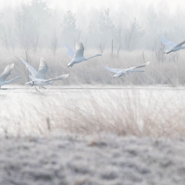 Image - Schwne Moor 4